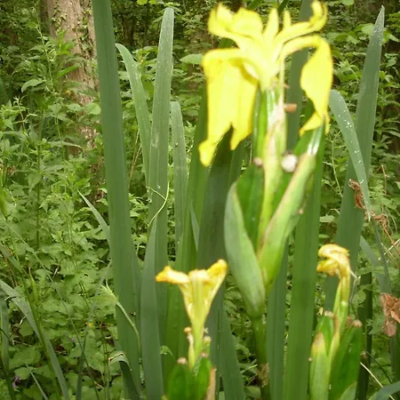 Nocleg ze śniadaniem Les Iris Saint-Pouange